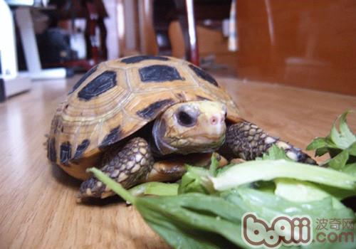 陆龟的食物不妨搁在冰箱里保留吗