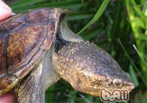 南美拟鳄龟的外表特性