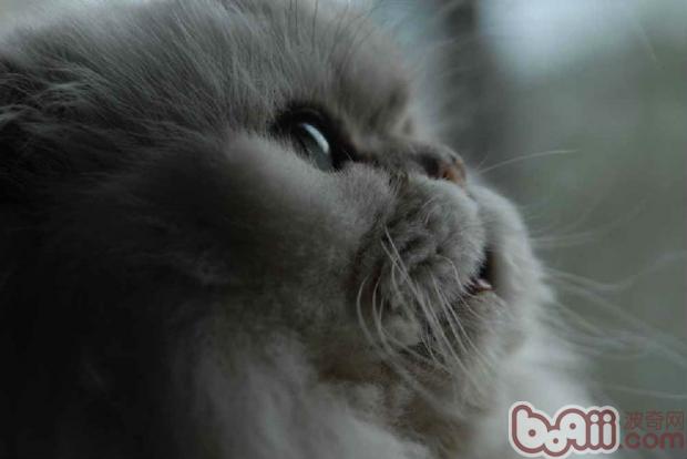 怎么样挑选金吉拉猫