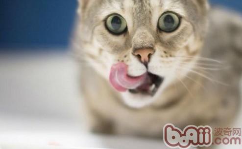 宠物猫的饮食习惯