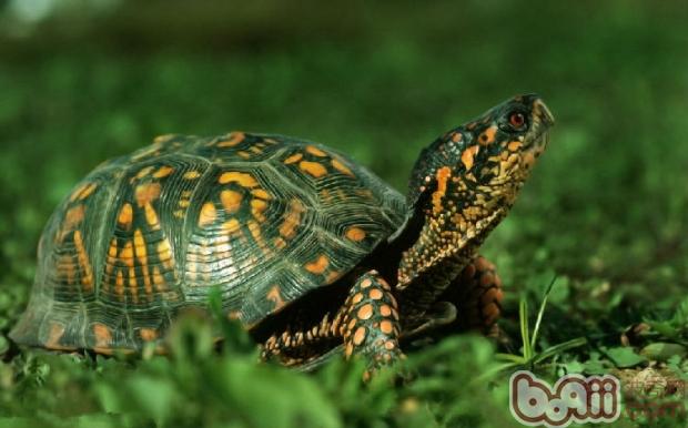 巴西龟 在许多方面,辐射龟的护理方法是混合