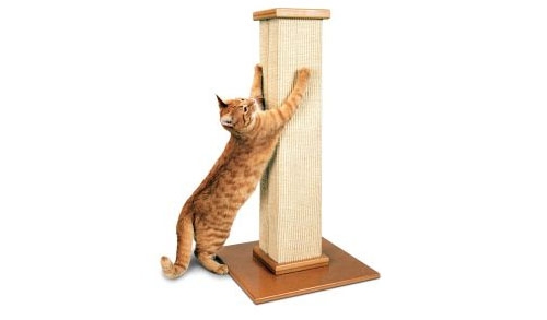 宠物猫为什么沉迷抓挠