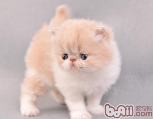 需要喂宠物猫吃草吗