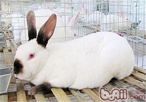 宠物兔体温的变革顺序有哪些