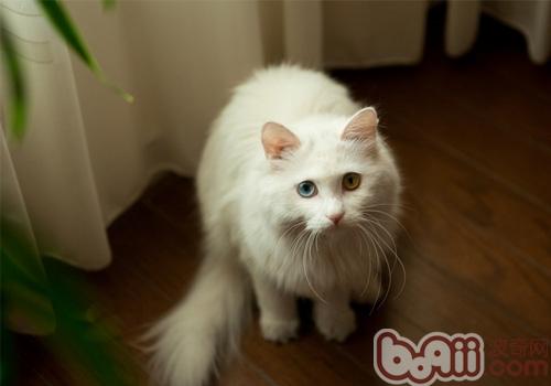 波斯猫的性格特征怎么样