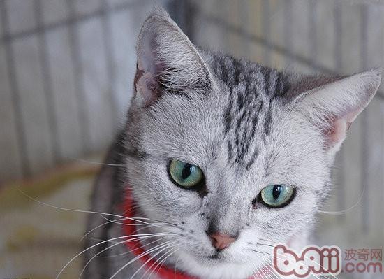 宠物猫七岁将来要吃专用的猫粮