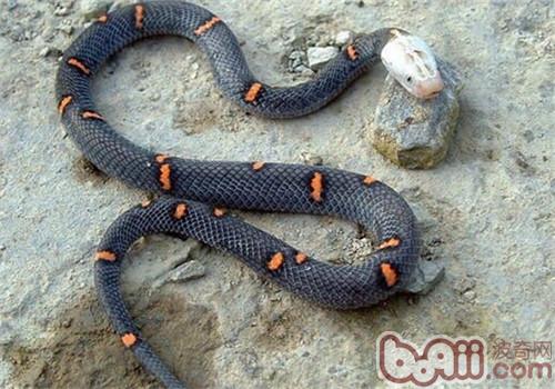 喜玛拉雅白头蛇的生计情况