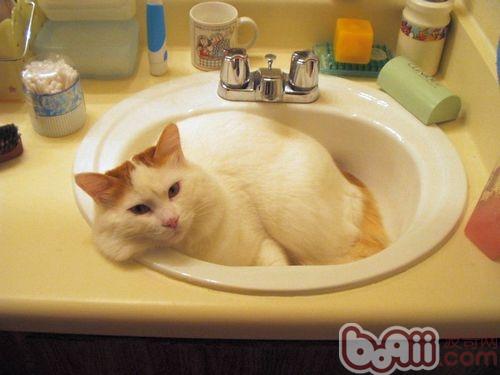 猫咪吃卫生纸的缘故分解