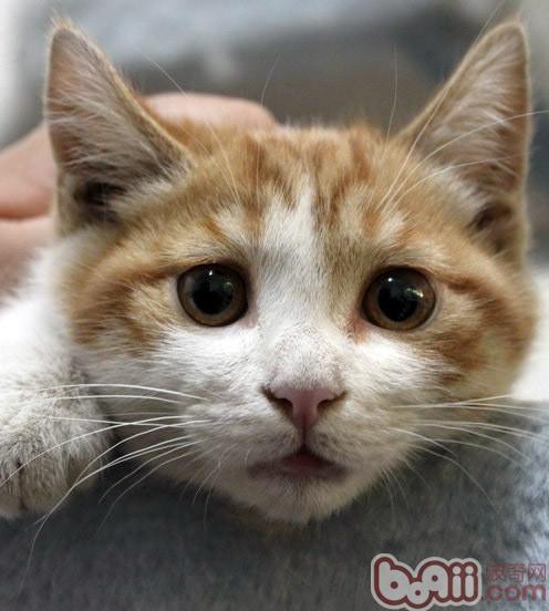 别忽略为宠物猫补钙的重要程度