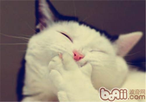 宠物猫毛色类型分析