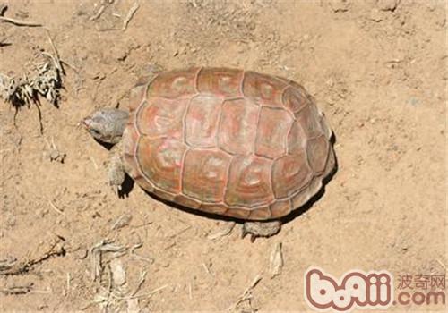 卡鲁天涯陆龟的种类简介