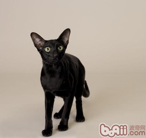 小猫咪异常饮食如何纠正
