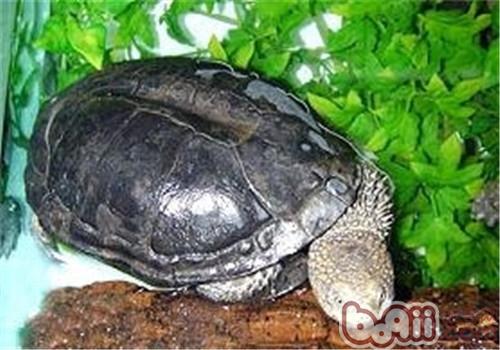 乌腹刺颈龟的食物央求