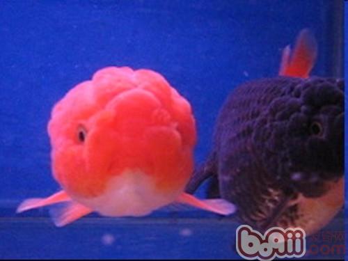 红虎头金鱼的形状特性