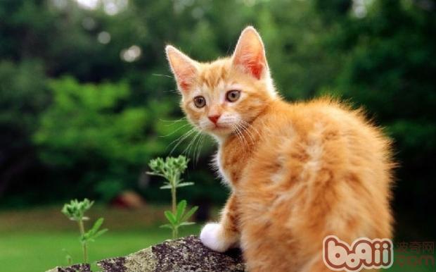 遏止猫咪啃食花卉的办法
