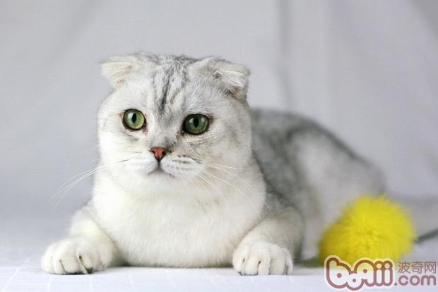 苏格兰折耳猫的饲养方法