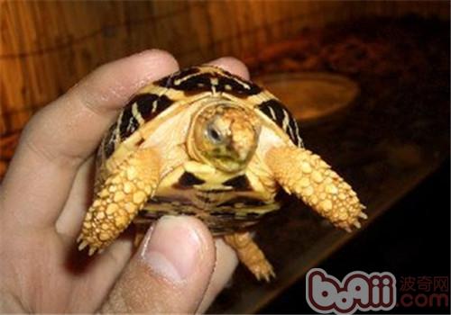 印度星龟的豢养重心