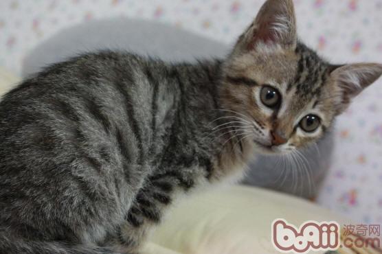 怎么样选择和购买纯种健康的狸花猫