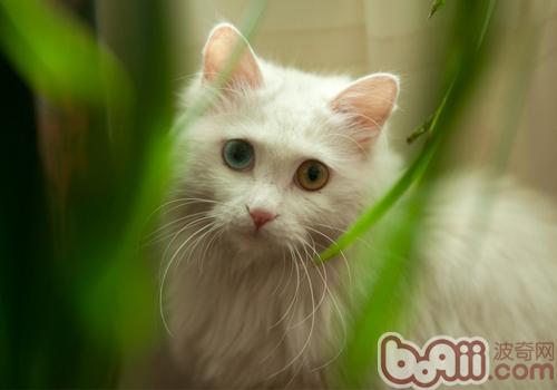 波斯猫的性格特点是哪种