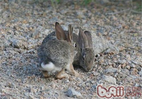 戈壁棉尾兔的食物采用