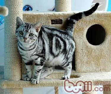 宠物猫在吃这类食物的时候应该注意