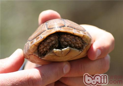 包兰格天涯陆龟的保护办法