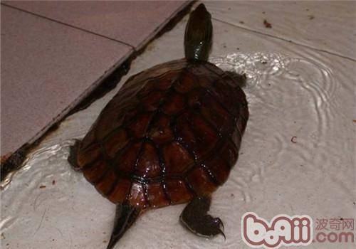 菲氏花龟的表面特性