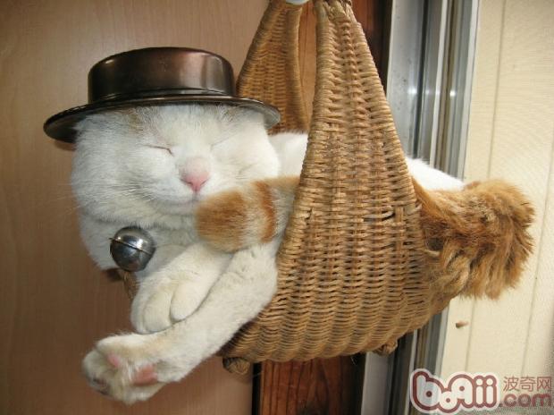 细数宠物猫不为人知的另一面
