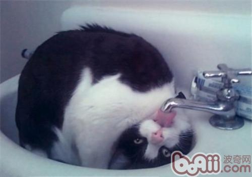 教你怎么样处置猫咪喝的水