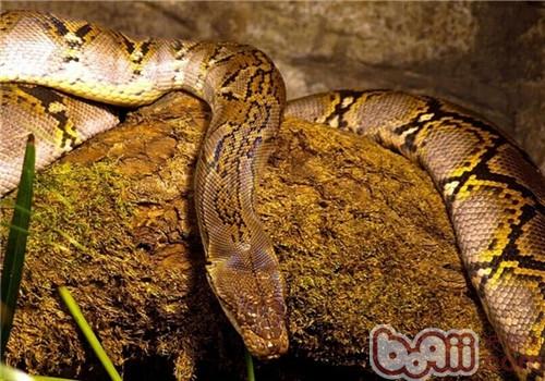 网纹蟒不妨长成世界上最大的蛇,它们比森蟒更难看