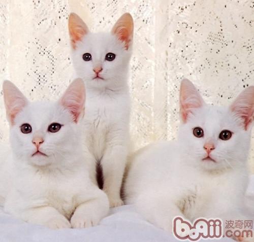 冬天怎么样清理宠物猫身体