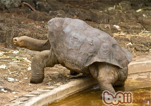 加拉帕戈斯象龟的生活环境