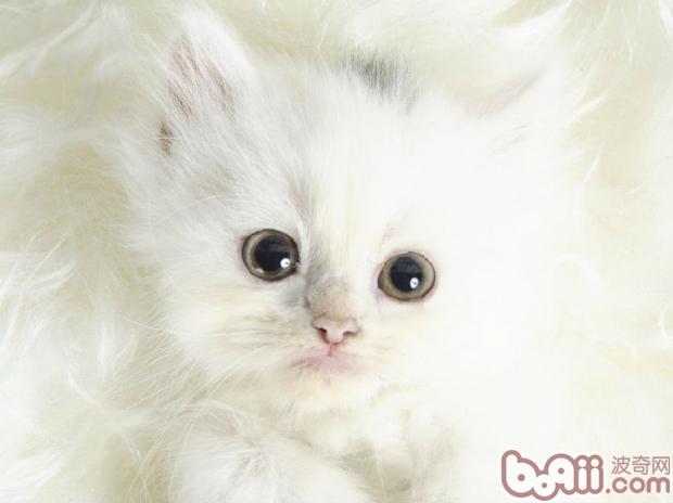 知道你的爱猫，怎么样尊重宠物猫