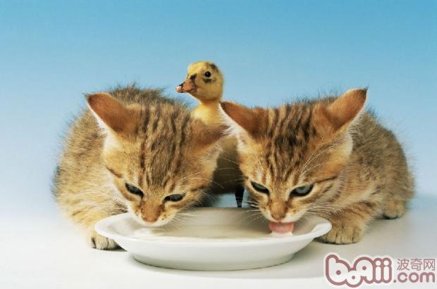 宠物猫不喜欢喝水如何解决？