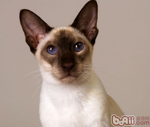 介绍四种比较耐热的宠物猫