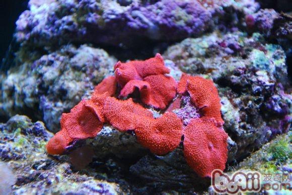红菇珊瑚的种类引见