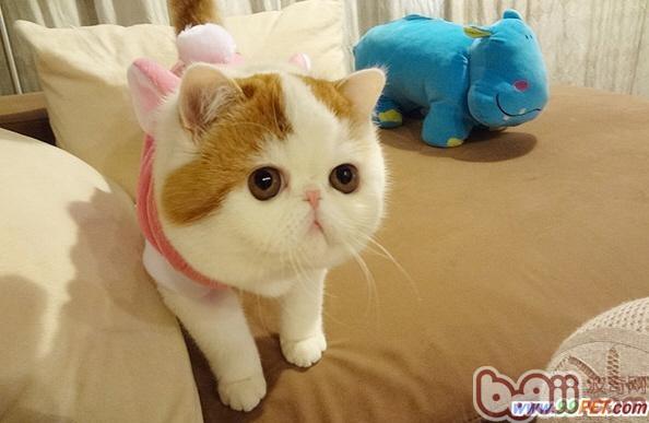 宠物猫减肥应该吃那些