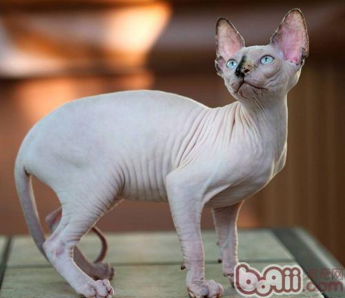 宠物猫有幽默感吗