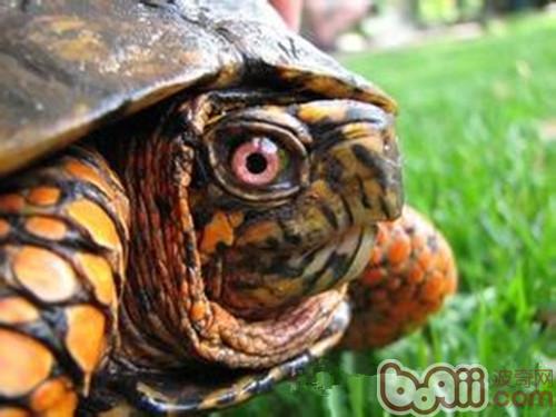 讨论龟龟眼里的天下——龟龟是色盲吗？