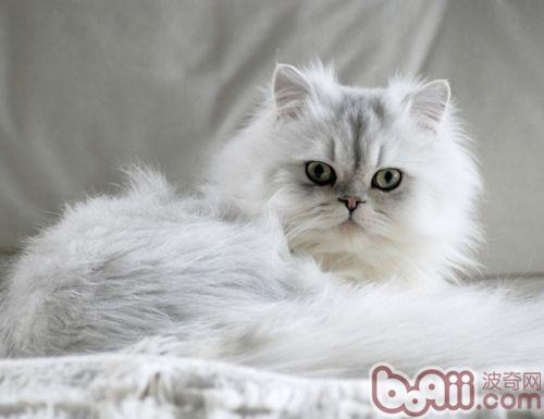 不可以喂宠物猫吃什么食物