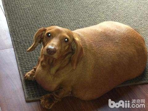 狗狗肥肥的缘故，狗狗为什么肥肥？