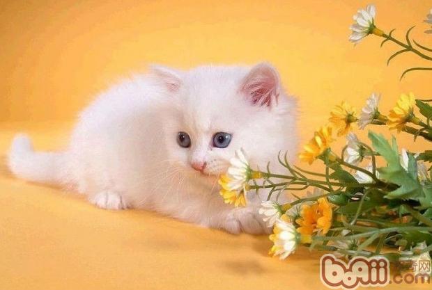 宠物猫饲养的几大忌讳