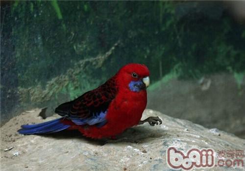 赤色吸蜜鹦鹉的形态特性