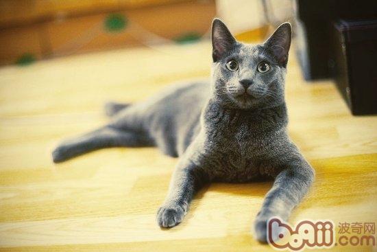 合适老人养的俄罗斯蓝猫