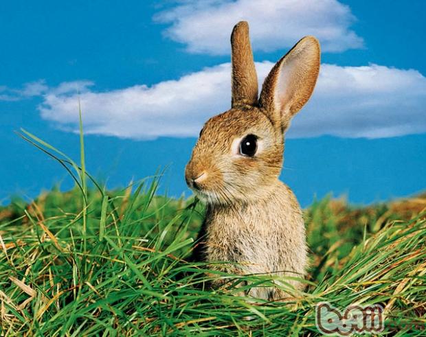 兔粮会呛入兔兔气管