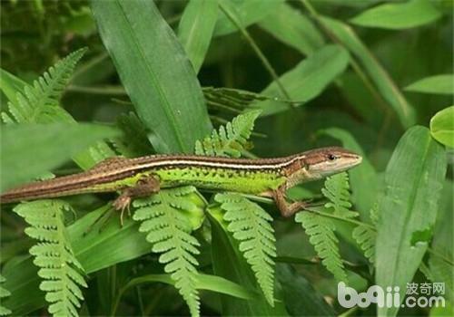  生人没有符合豢养的蜥蜴种类