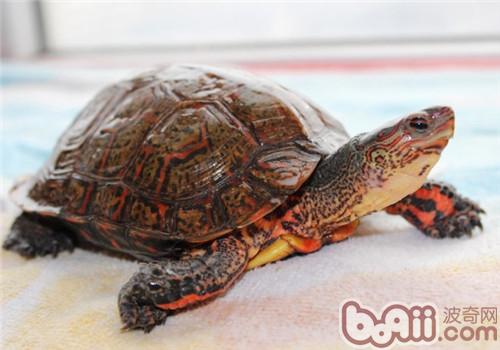 洪都拉斯木纹龟的看护重心