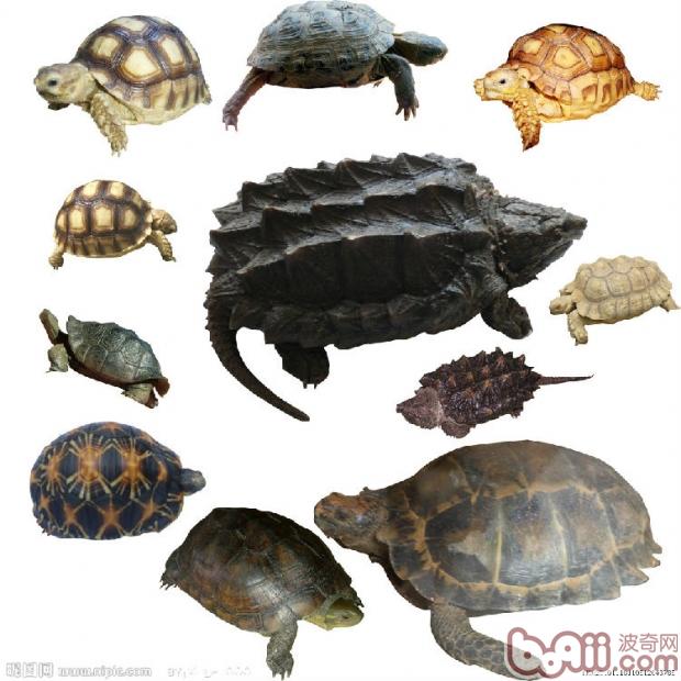 简略区别水龟半水龟陆龟