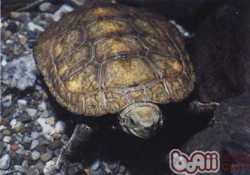 日原石龟的看护常识