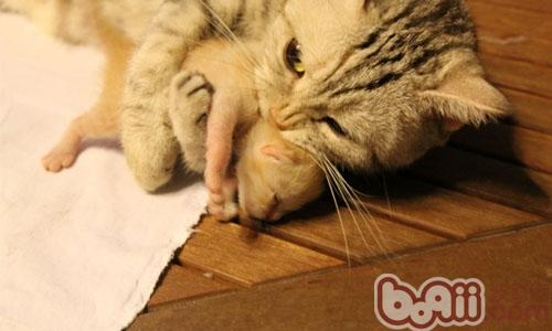 母猫为什么会吃自己刚生的小猫